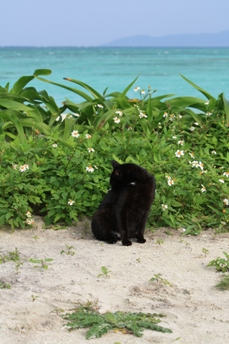1日　コンドイビーチのネコ.JPG